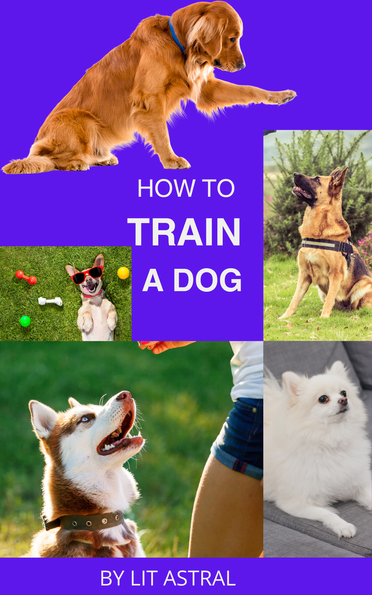 How To Train A Dog